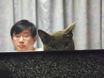 【猫】カナ隊員、監視中