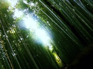 タケ