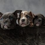 three adorable american bully puppies in a wooden box on grey background